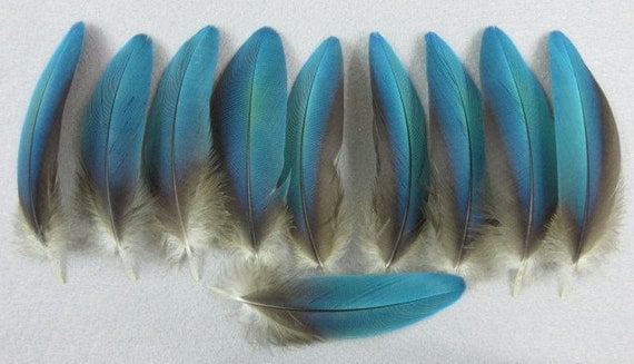 Blue Macaw Covert Wing Feathers Parrot Lot 164 Native Crafts