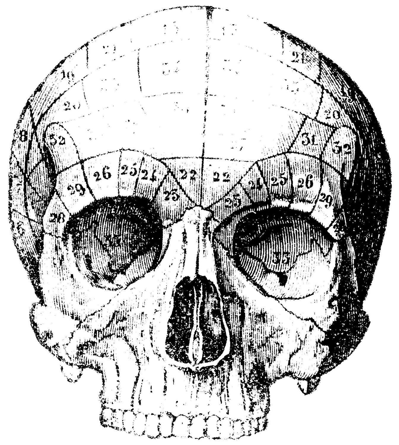 The human skull real skull Human Anatomy Old medical atlas