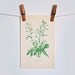 Vintage botanical book page - two-sided