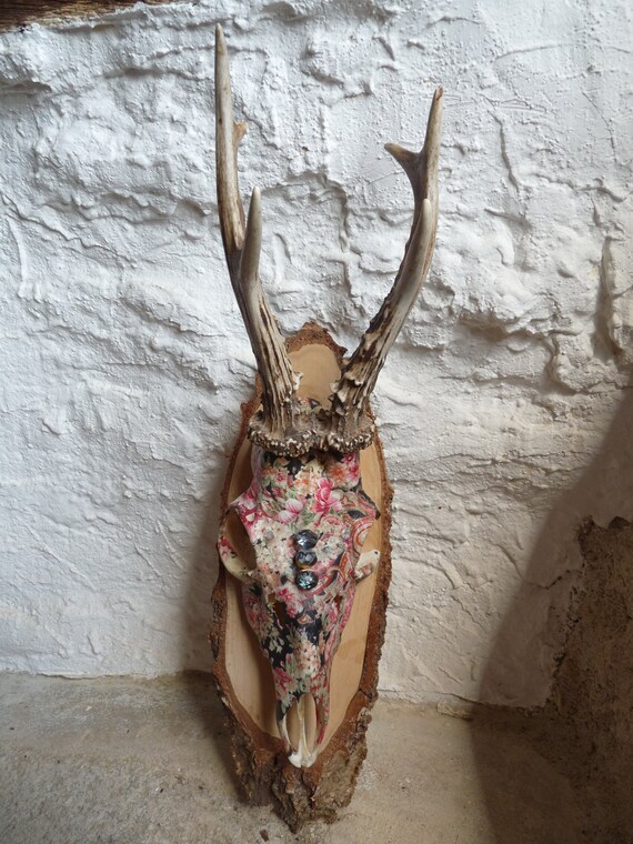Deer Skull & Antlers Mounted Shabby Chic display by