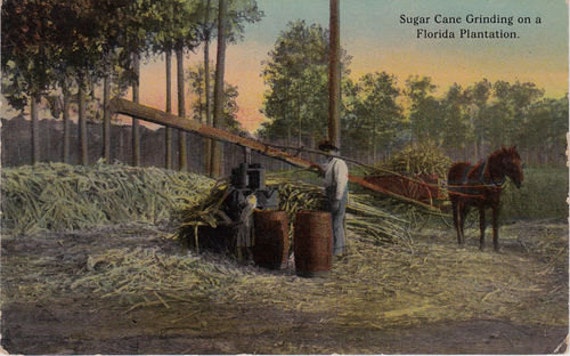 sugar cane plantation tours florida