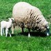 SHEEP - Grazing Ewe & Lamb - Blank Inside Greeting Card - Photo Print