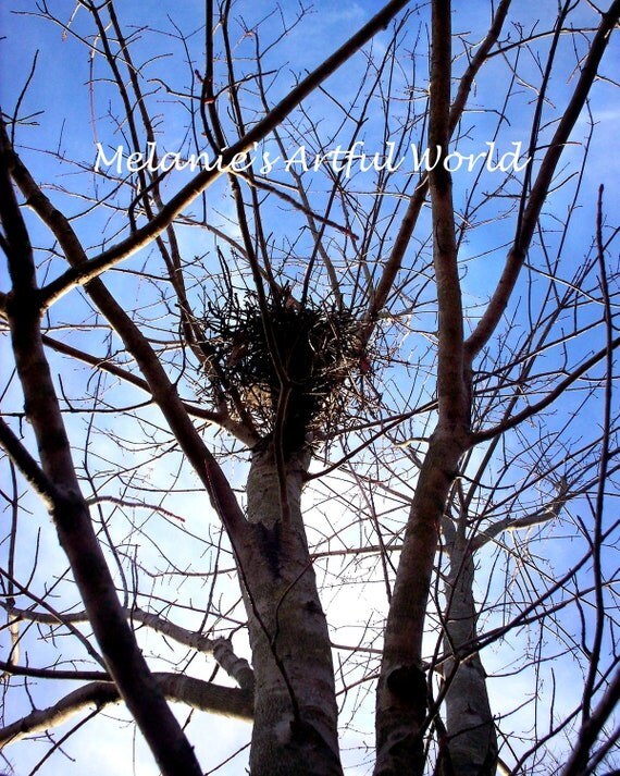 Items similar to Bird Nest Sticks Twigs Branches Tree Silhouette NC