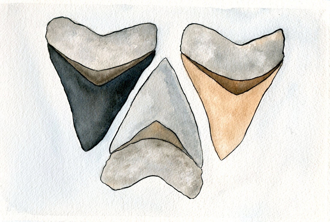 Shark Tooth Art Shark Tooth Print Watercolor by DanielleVGreen