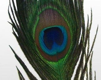 25/30" Peacock Feathers. UK Supplier.