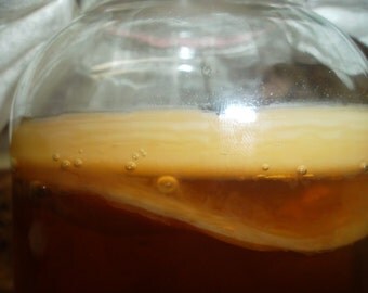 Kombucha Scoby Mother Cultures