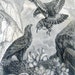 1880 Golden Eagle and Its Nest Bird Illustration Black and White Vintage Antique Book Plate