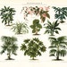 1897 antique GREEN LEAF PLANTS lithograph, plants, herbs, Livistona, Aralia,Cissus, polypodium. 115 years old nice fine print