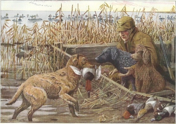Duck Hunting Print, Retriever and Spaniel Dogs, 1910s Louis Agassiz Fuertes Artwork, Antique Art Print