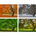 8X12 Print Set - SEASONS - Landscape Photography - Tree - Autumn - Winter - Spring - Summer - Home Decor - Tree of Life - Set - Wall Art