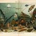 Sea Life Antique Color Lithograph 1920s Marine Aquarium