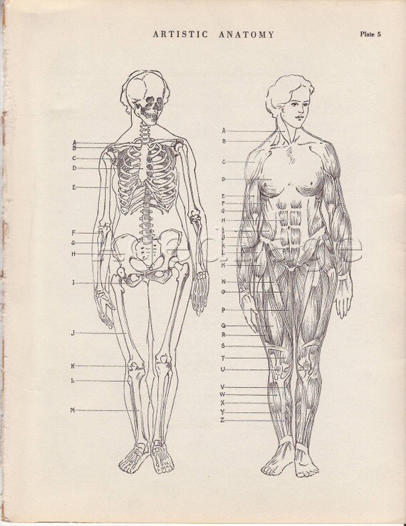 Vintage Anatomy Print Human Anatomy Chart Art by AgedPage on Etsy