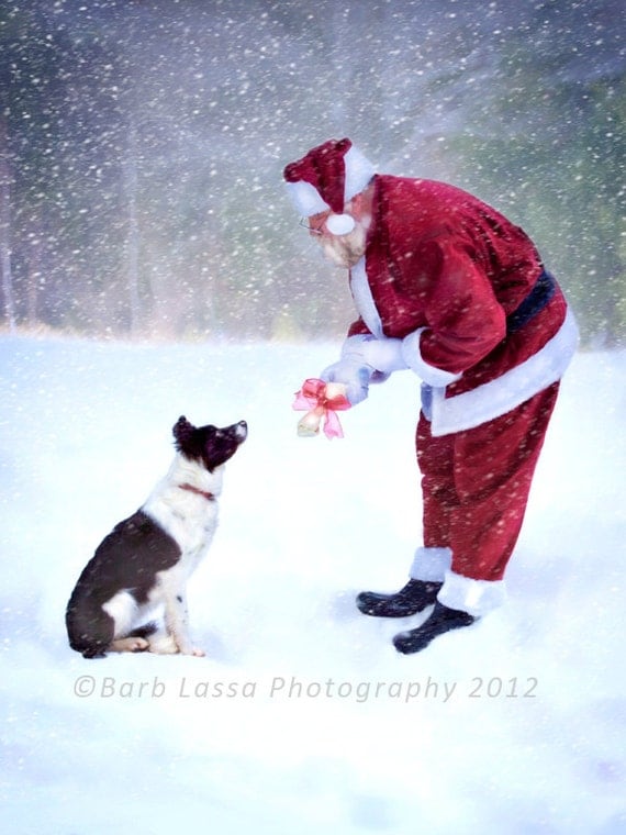 Christmas Santa Border Collie Snow Photography