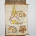Vintage Starfish School Chart