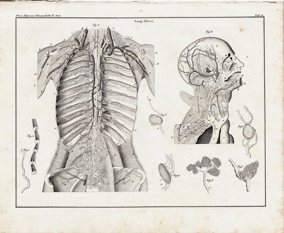 1843 Victorian ANATOMY engraving Human by TwoCatsAntiquePrints