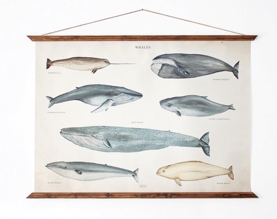 LARGE A1 Whales Canvas poster - vintage illustration educational chart illustration WAP2001