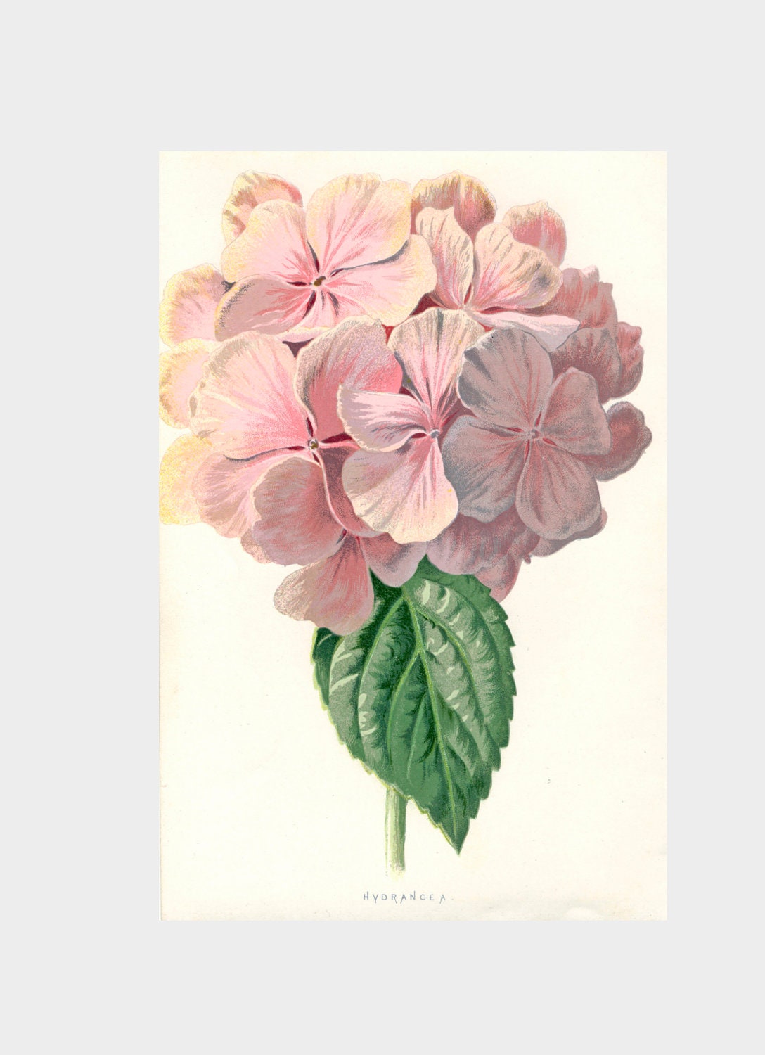 Hydrangea Vintage Botanical Print Flower Book Plate