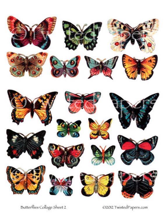 VICTORIAN BUTTERFLIES 20 Nature Illustrations Instant