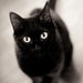 Black Cat Art Print - 8x10 Photo Print - Halloween Fine Art Photography Print - Black and White Photo - Animal Art Print - "Black Cat"