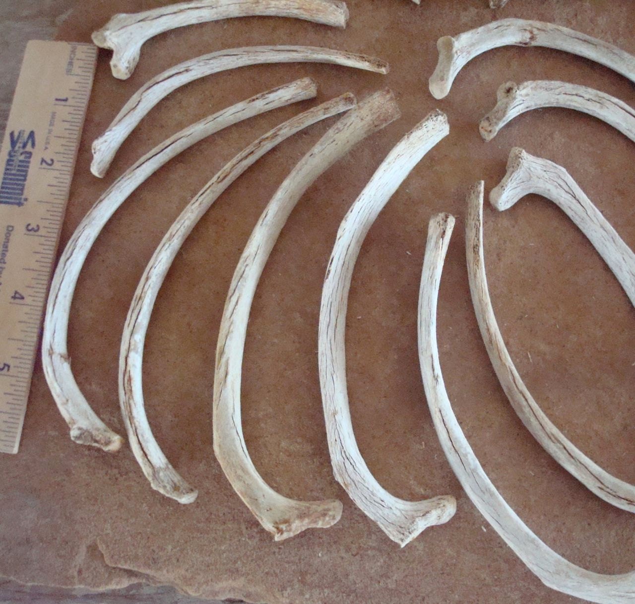 16 Real Animal Rib Bones Coyote or Dog Altered by busterbeanknows