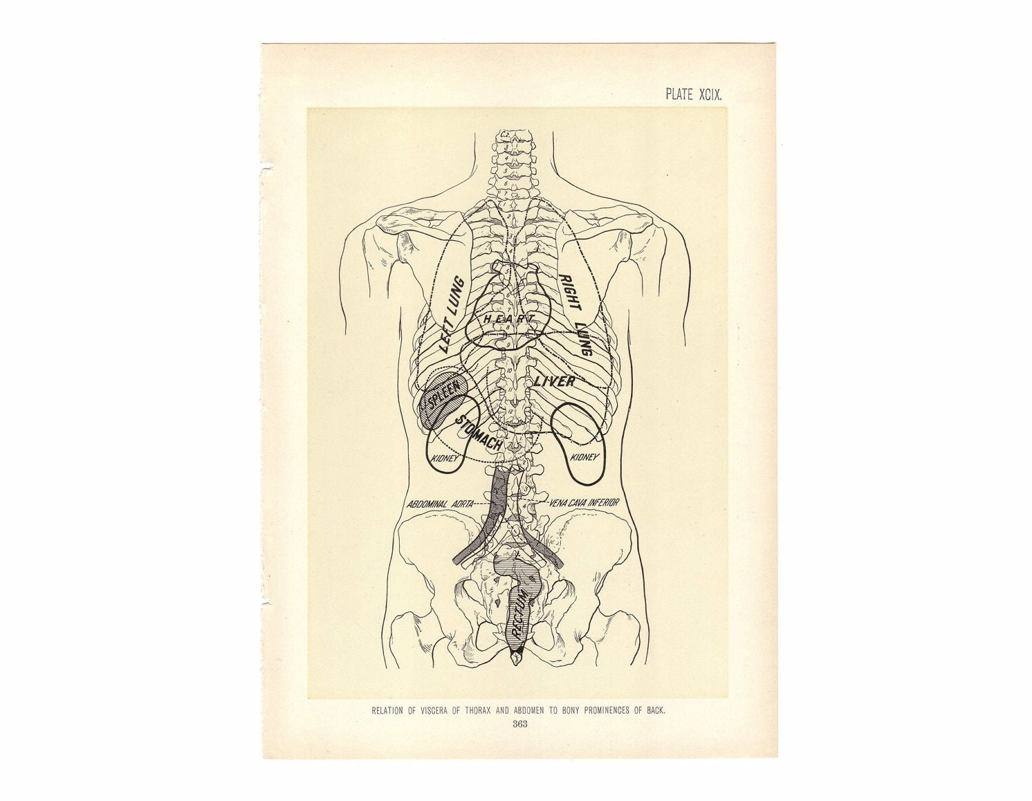 Antique Human Anatomy Art VISCERA OF THORAX Medical