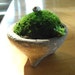 1 ZEN Mini Concrete Moss Bowl Planter Terrarium