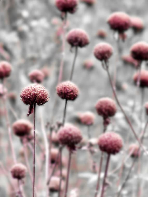 Botanical Photograph Pink Gray Flower Dreamy Garden Nature