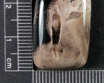 Petrified Palm Wood Cabochon Hand Cut PPW5