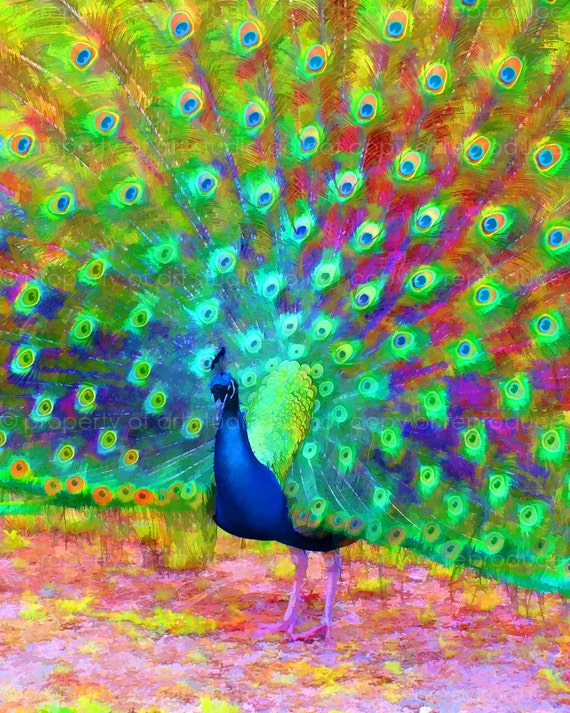 Items similar to Painted Peacock Feather Bird - 8x10 Painted Pixels Art ...