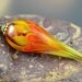 SUNFLOWER BUD - encased glass flower - Handmade Lampwork Bead Pendant with 24 inch antique gold ball chain necklace
