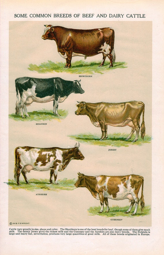 Some Common Breeds of Beef and Dairy Cattle Cows by SeagullIsland