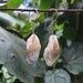 Crystal earrings - Rutilated Quartz jewelry - naturally sourced stones from Australia