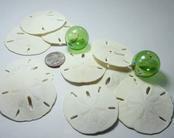 Beach Decor Sand Dollar Shells - Nautical Decor LARGE Sand Dollars for Beach Weddings -12pc