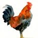 ROOSTER Original watercolor painting 8x10inch