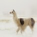 Llama Photography Large Wall Decor Nursery Decor Llama in the Snow