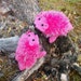 Hand Knit Hot pink Hedgehog Mittens Gloves Children Warm Ready to ship