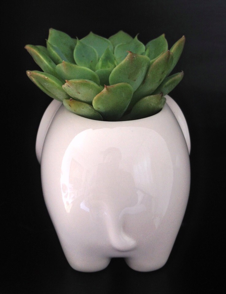 small porcelain elephant