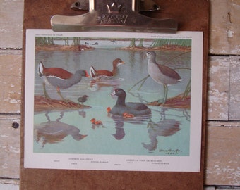 Vintage Coot or Mud Hen Print Artist Allan Brooks 1960