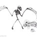 Fruit Bat Skeleton Study giclee print, limited edition of 32