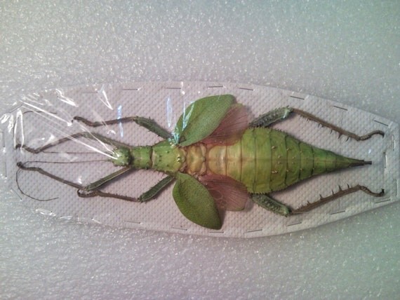 Exotic Green Nymph Female Walking Stick Specimen SHIP FREE