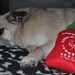 Sriracha Hot Sauce Plush for Dog with squeaker