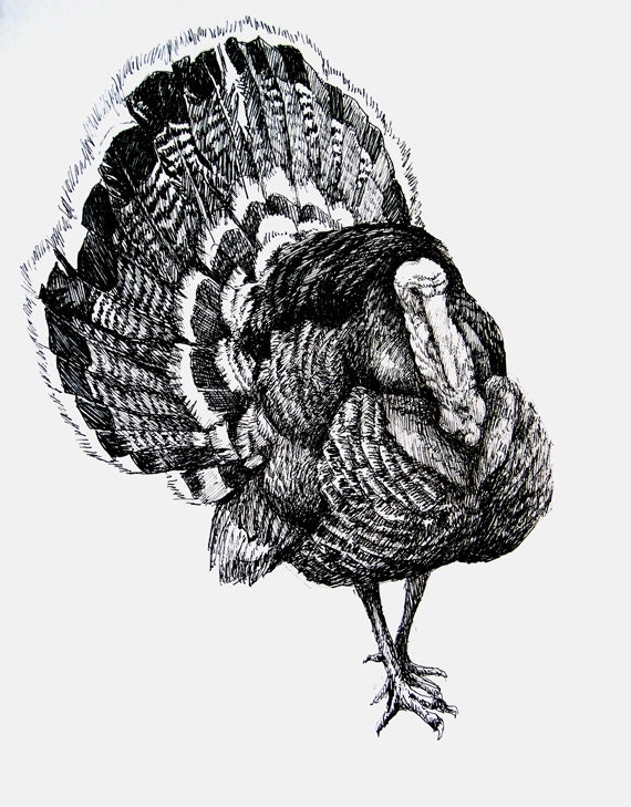 The strolling Turkey 11x85 pen drawing print from original