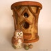 Little Owl in a House