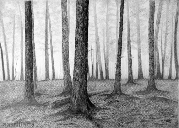 Forbidden Forest Original Pencil Drawing 