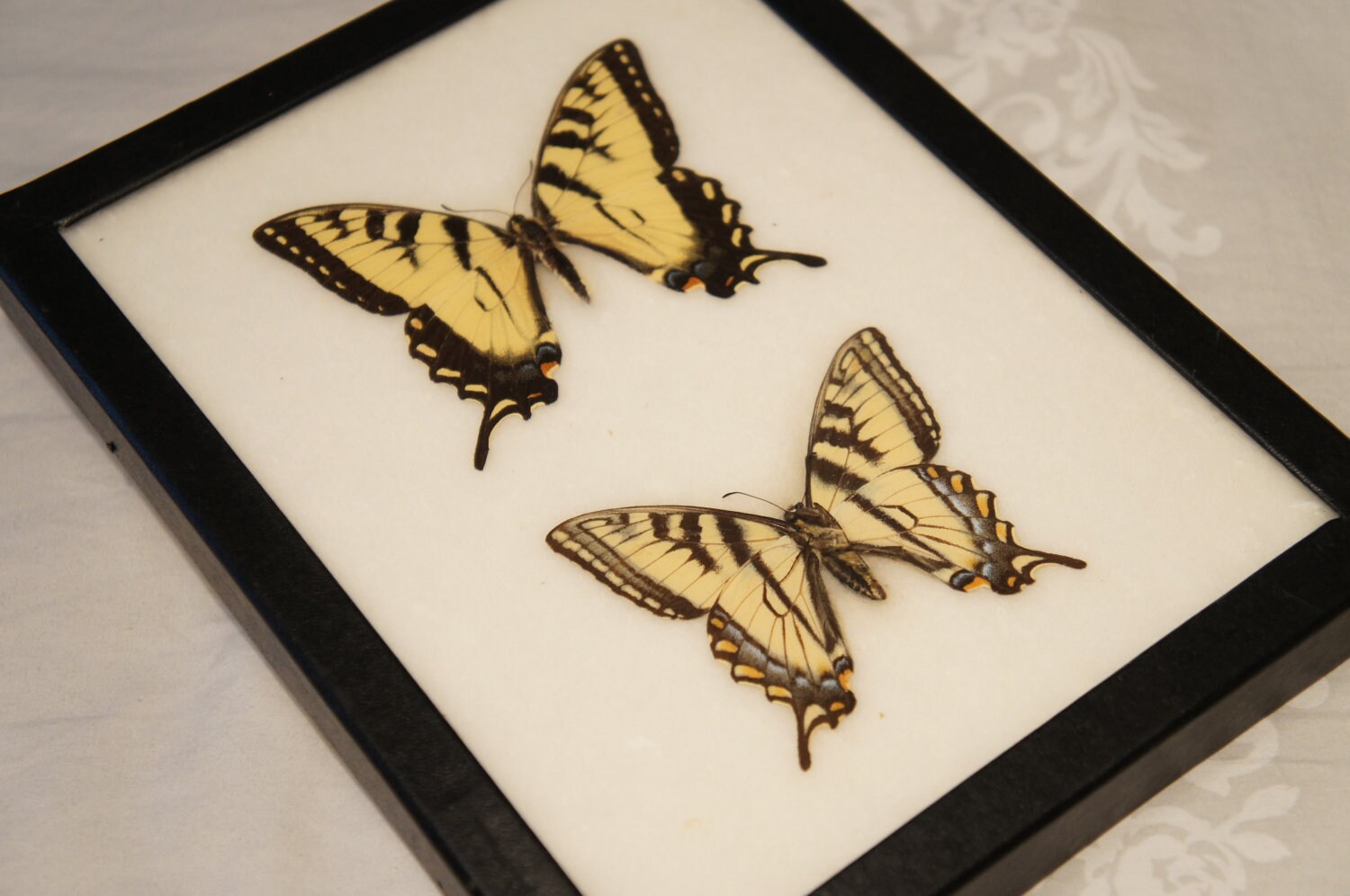 Preserved Butterfly Specimen Framed Yellow Butterflies