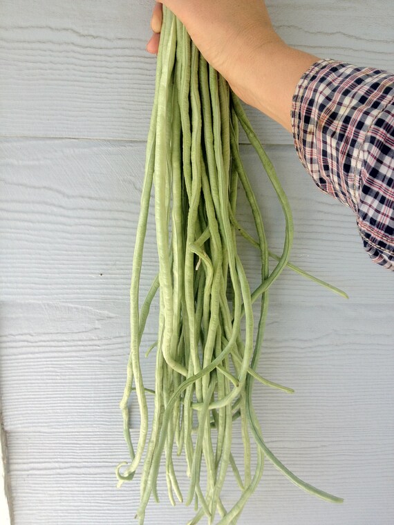 Organic Heirloom Yard Long Asparagus Bean Seeds Rare