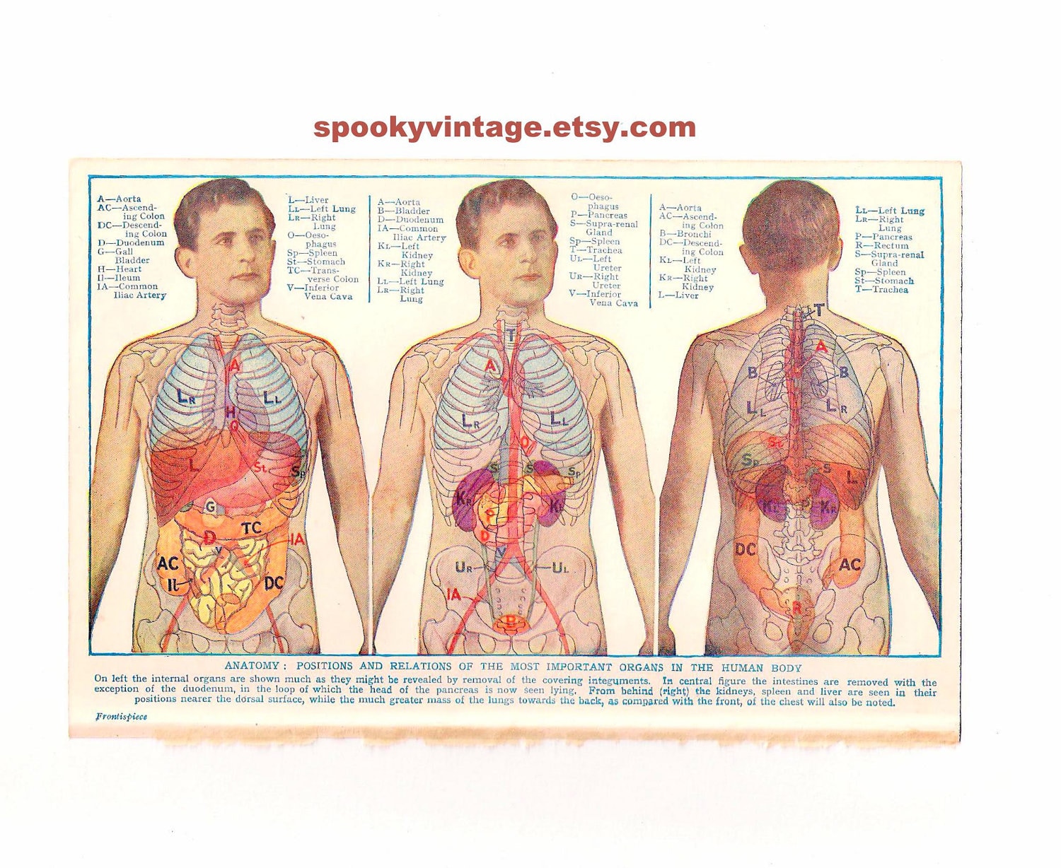 29 Diagram Of Organs From Back - Wiring Diagram List