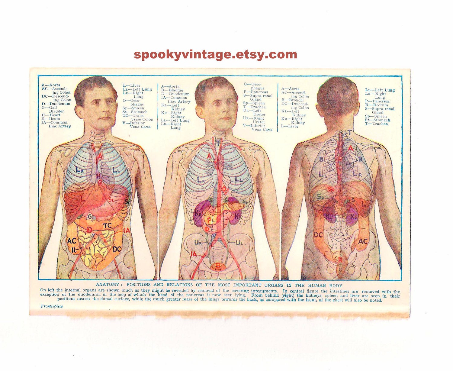 Human Anatomy Diagram Organs Back View - The Liver anatomy poster shows