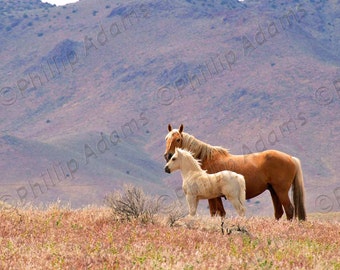Palomino Mare & Foal - Mustangs - 8.5" x 11