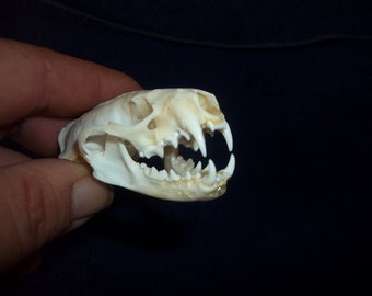 Real animal bone Mink skull part man cave weird teeth jaws skeleton school specimen science